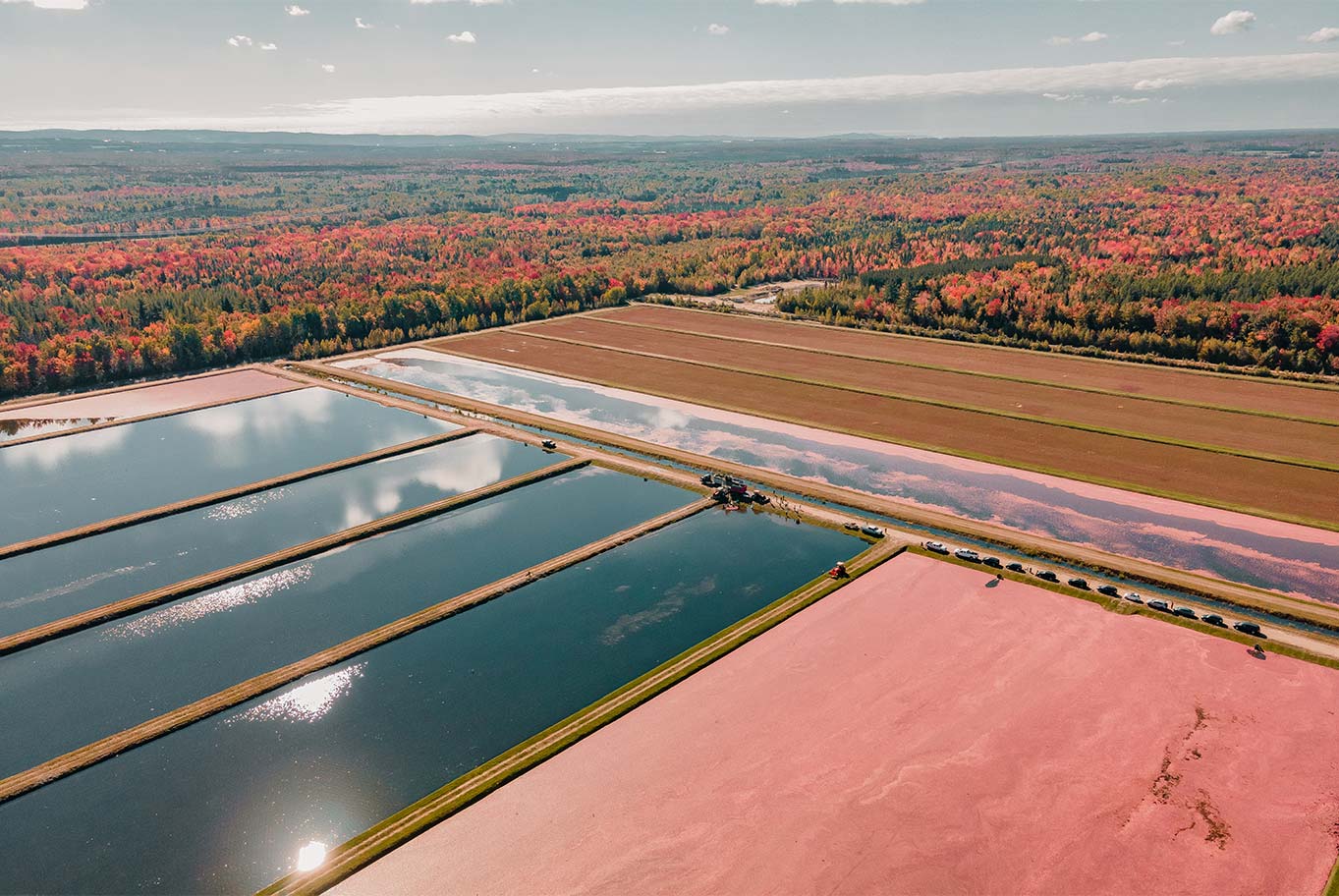 cranberry-fields-above
