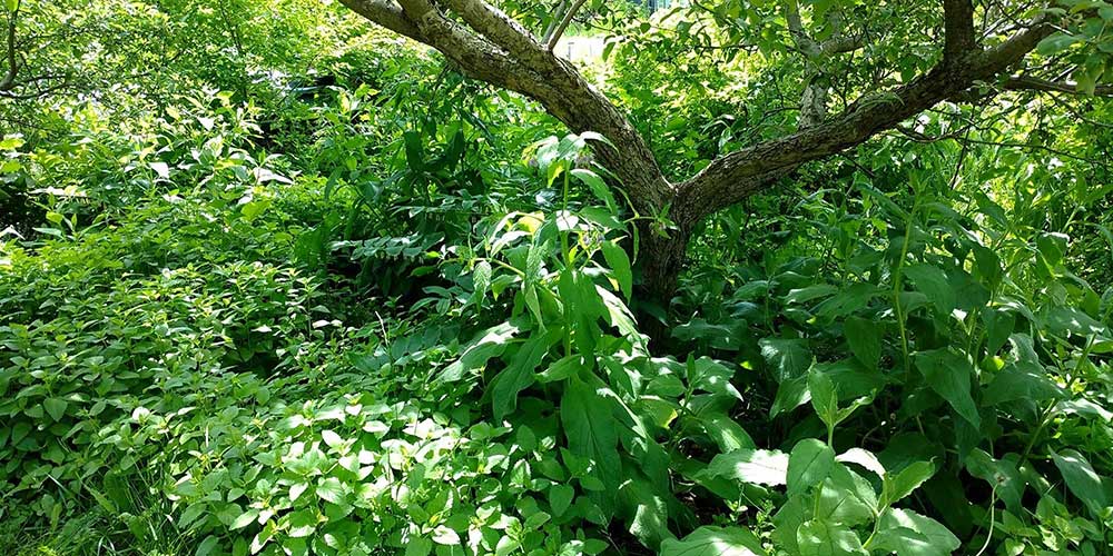foret-nourricière-edible-garden-forest-wen-rolland2