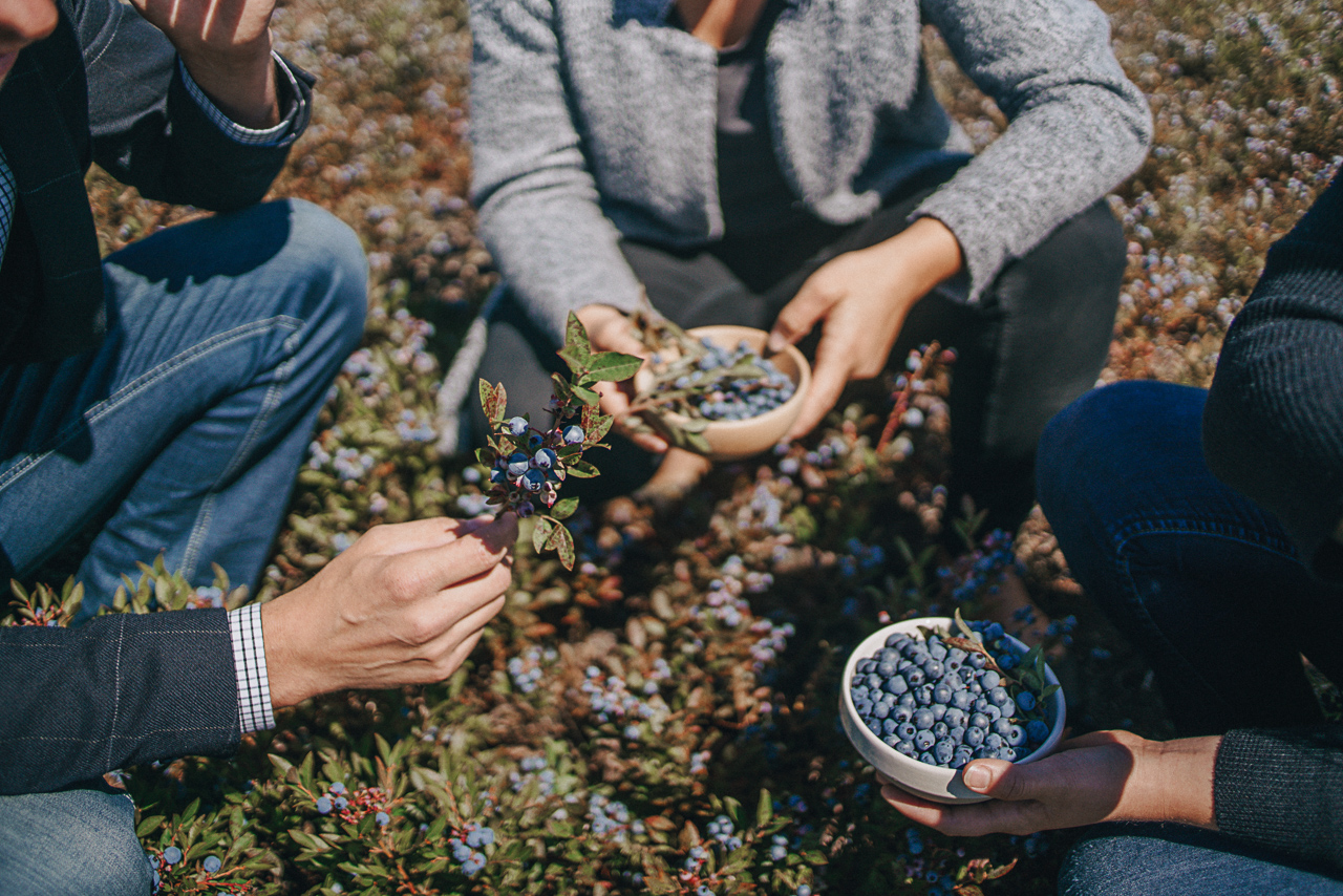 bleuets, blueberries, champs, field, patience, canneberges bleuets, blueberries, champs, field, patience, canneberges