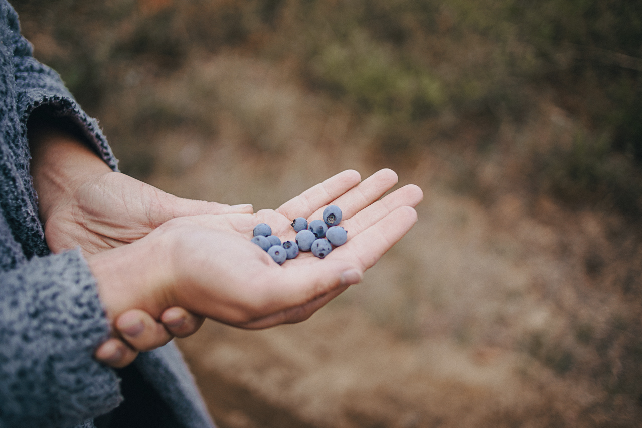 oatbox, bleuets, oragnic, biologiques, patience fruit & Co, naturel, local Bleuets, organic, natural, field, bio, biologique