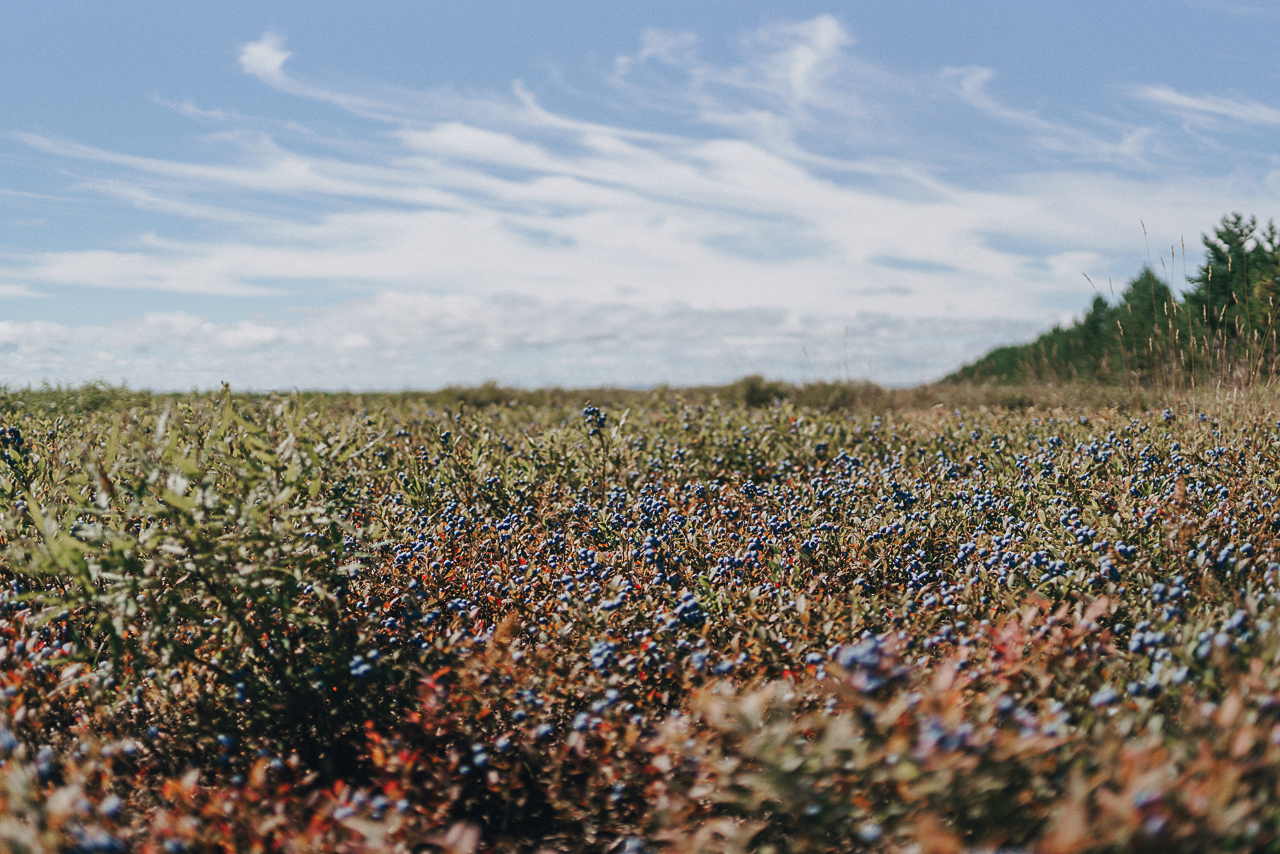 blueberries, organic, field, champs, bleuets, bio, extraordinaire, Oatbox, bleuets blueberries, organic, field, champs, bleuets, bio