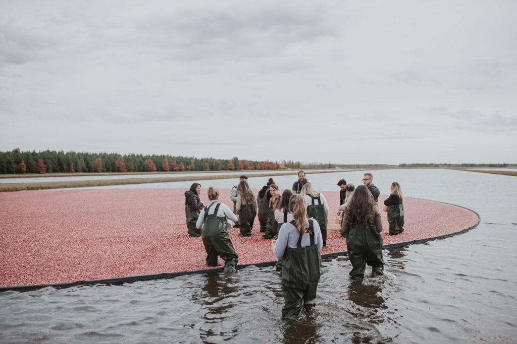 recolte_harvest_canneberges_cranberries_gratitude_pamela_lajeunesse
